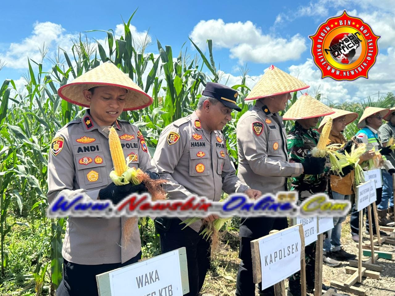 Dukung Swasembada Nasional, Polres Kotabaru Bersama Poktan Panen Raya Jagung Di Area PT. MSAM 2